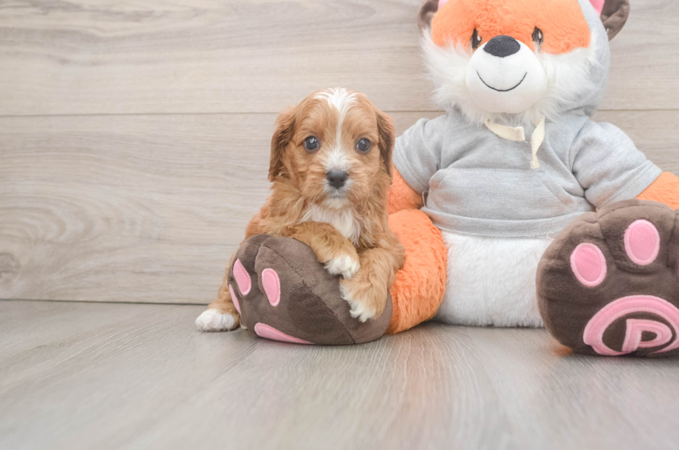 5 week old Cavapoo Puppy For Sale - Windy City Pups