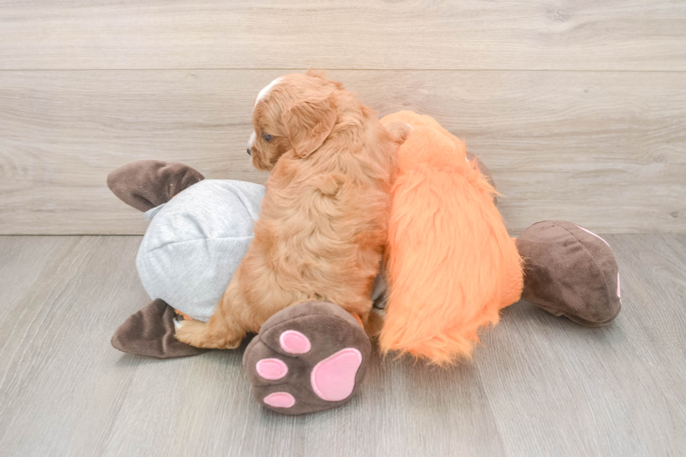 Friendly Cavapoo Baby