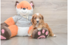 Cavapoo Puppy for Adoption