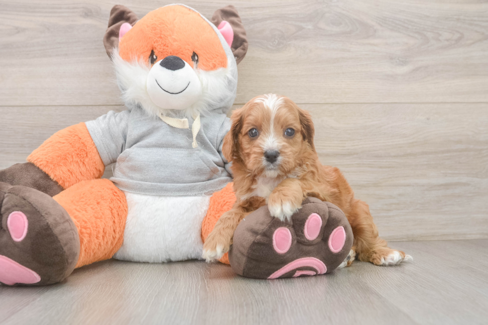 Cavapoo Puppy for Adoption
