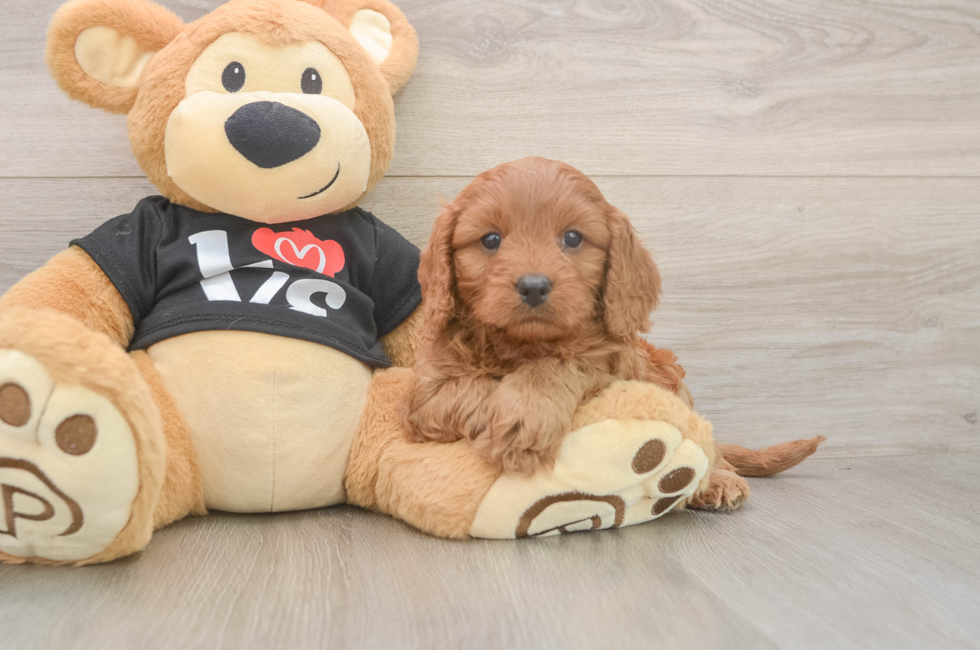 5 week old Cavapoo Puppy For Sale - Windy City Pups
