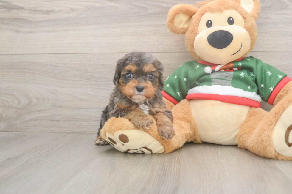 Cavapoo Pup Being Cute