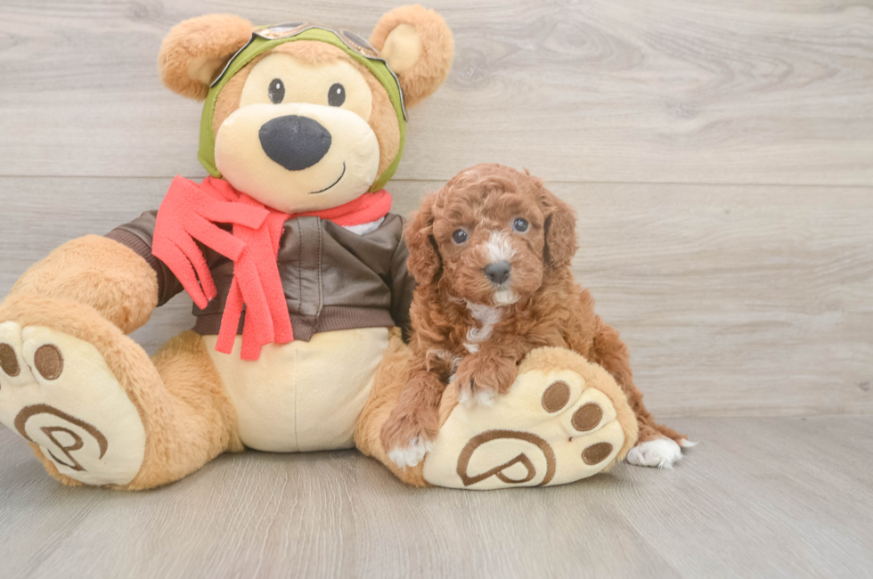 5 week old Cavapoo Puppy For Sale - Windy City Pups
