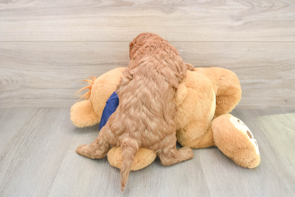 Cavapoo Pup Being Cute