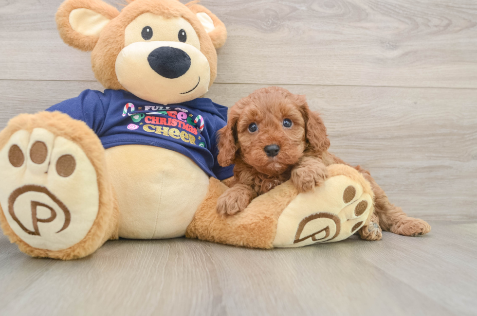 5 week old Cavapoo Puppy For Sale - Windy City Pups