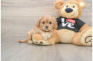 Adorable Cavalier King Charles Spaniel and Poodle Mix Poodle Mix Puppy