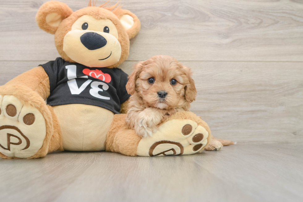 Cavapoo Puppy for Adoption