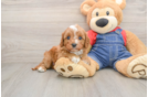 Funny Cavapoo Poodle Mix Pup