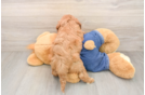 Cavapoo Pup Being Cute