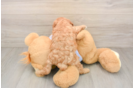 Adorable Cavalier King Charles Spaniel and Poodle Mix Poodle Mix Puppy