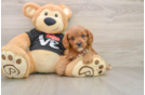 Cavapoo Pup Being Cute