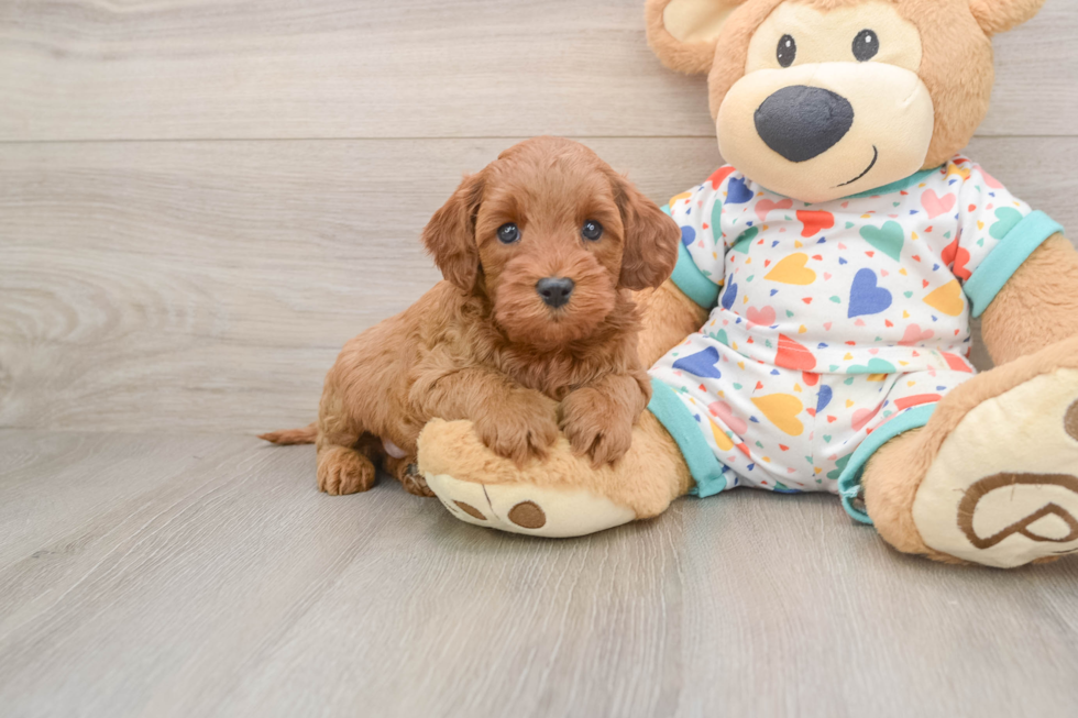 Petite Cavapoo Poodle Mix Pup