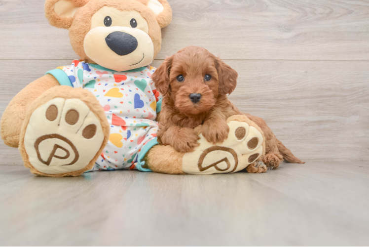 Cavapoo Pup Being Cute