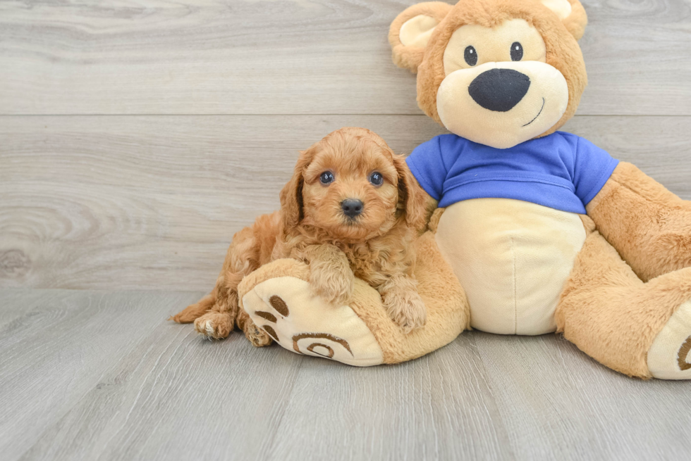 Best Cavapoo Baby