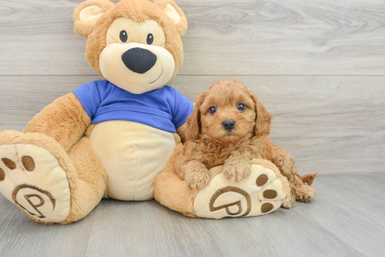 Playful Cavapoodle Poodle Mix Puppy