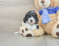 8 week old Cavapoo Puppy For Sale - Windy City Pups