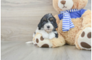 Cavapoo Pup Being Cute