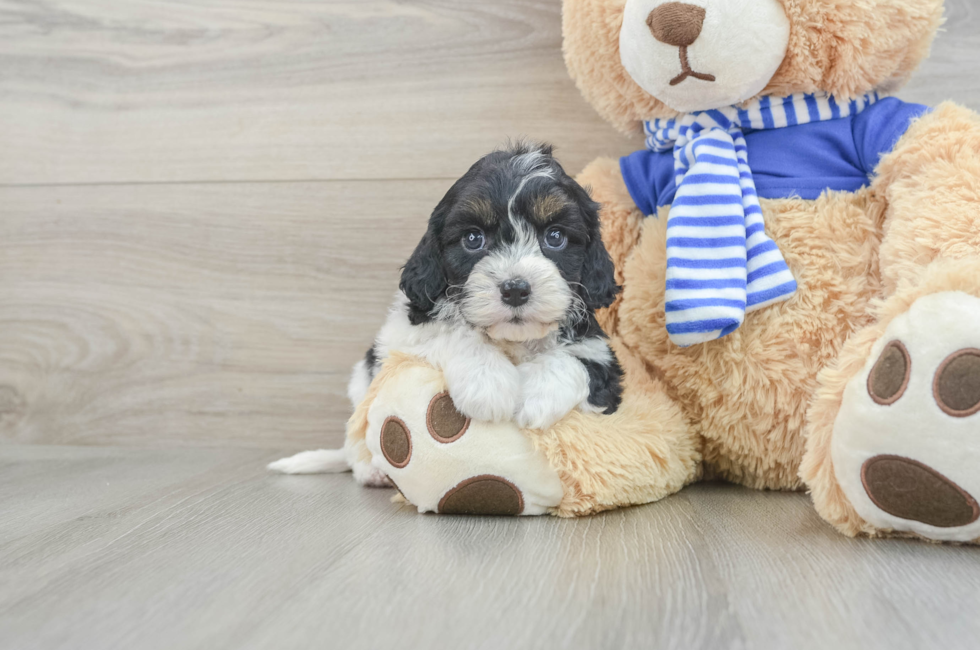 7 week old Cavapoo Puppy For Sale - Windy City Pups