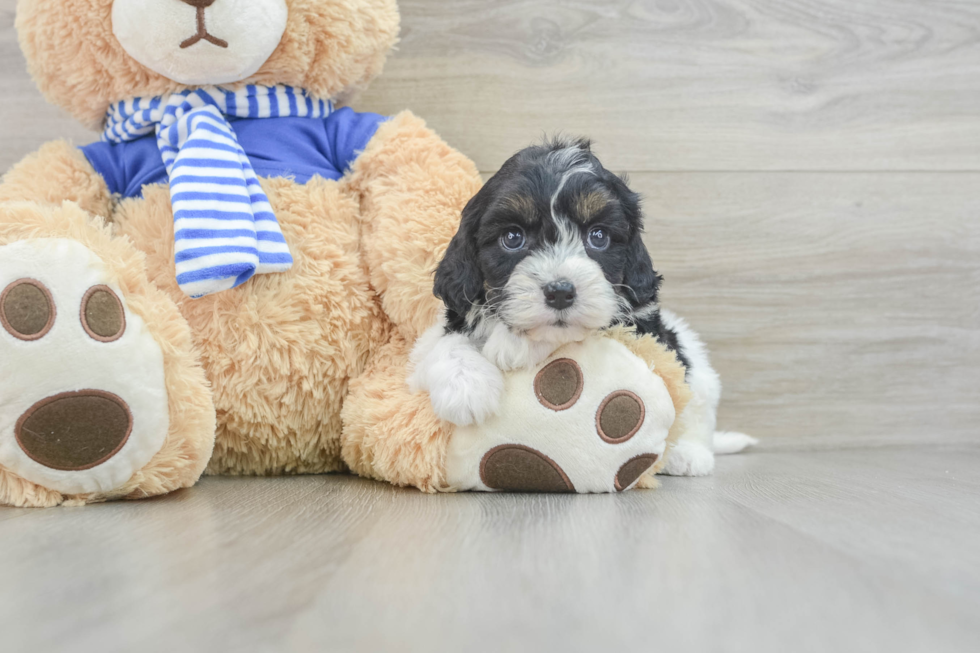 Cavapoo Puppy for Adoption