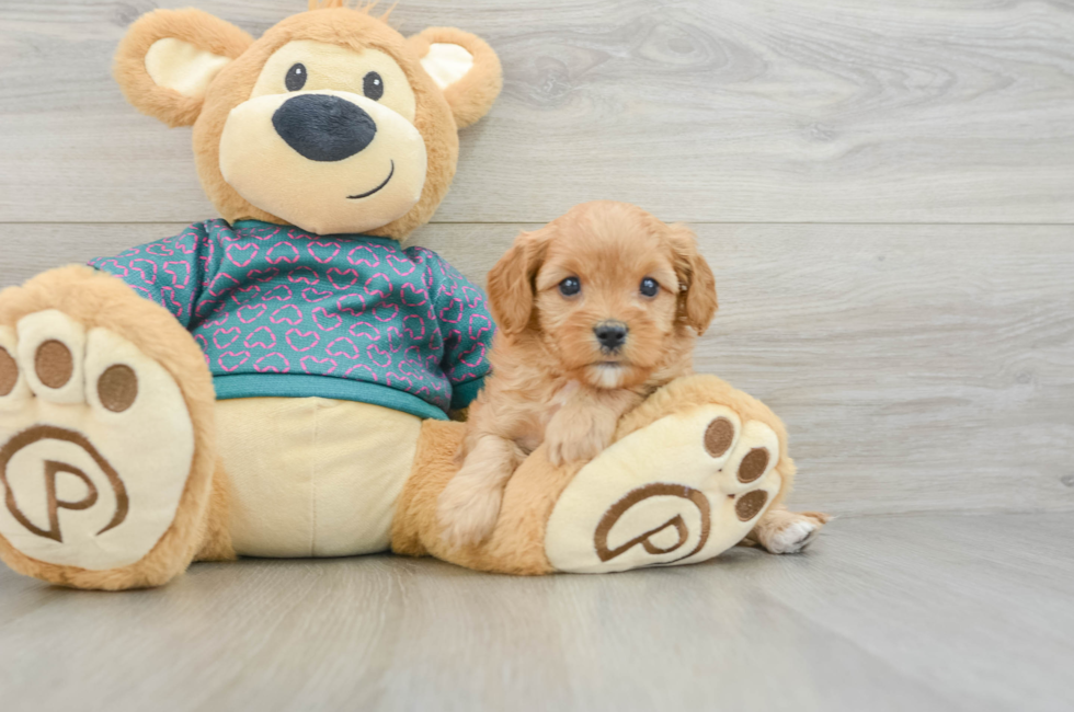 6 week old Cavapoo Puppy For Sale - Windy City Pups