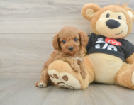 9 week old Cavapoo Puppy For Sale - Windy City Pups