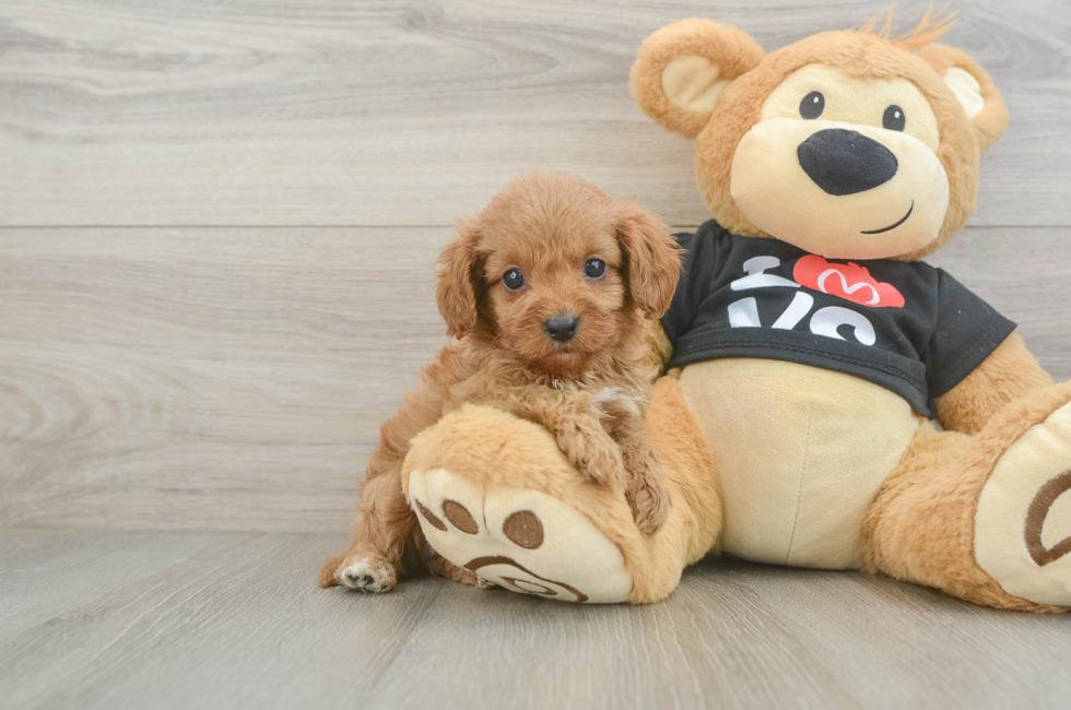 8 week old Cavapoo Puppy For Sale - Windy City Pups