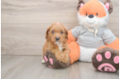 Energetic Cavoodle Poodle Mix Puppy
