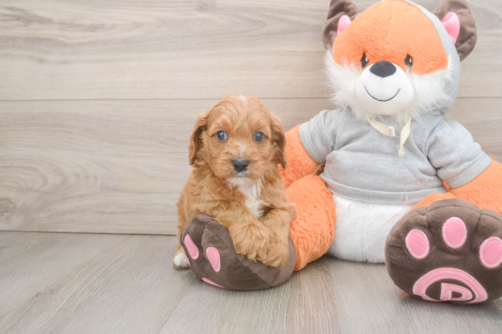 Energetic Cavoodle Poodle Mix Puppy