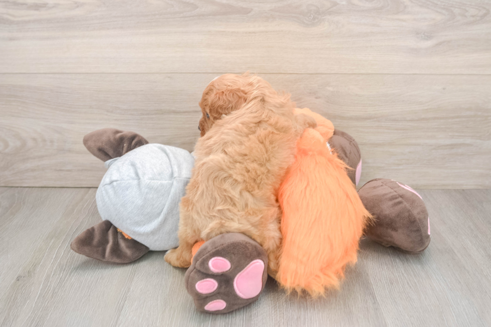 Sweet Cavapoo Baby