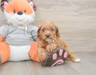 8 week old Cavapoo Puppy For Sale - Windy City Pups