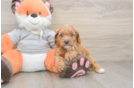 Best Cavapoo Baby