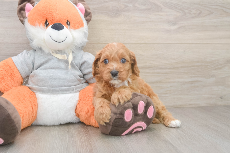 5 week old Cavapoo Puppy For Sale - Windy City Pups