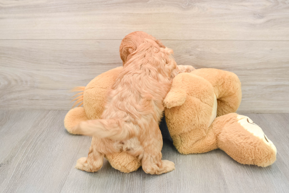 Smart Cavapoo Poodle Mix Pup