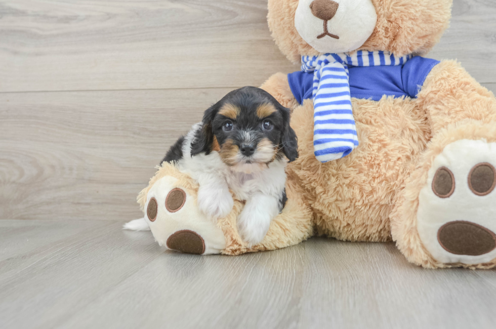 7 week old Cavapoo Puppy For Sale - Windy City Pups