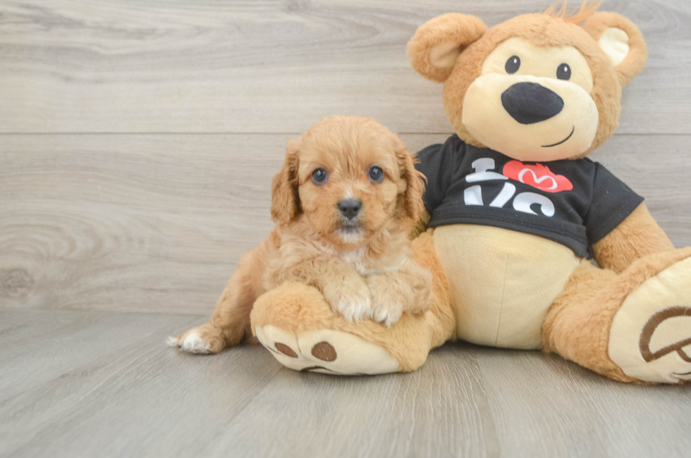 8 week old Cavapoo Puppy For Sale - Windy City Pups