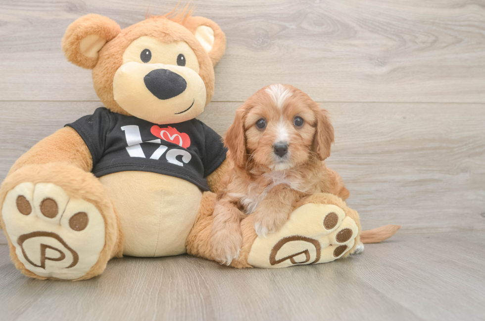 5 week old Cavapoo Puppy For Sale - Windy City Pups