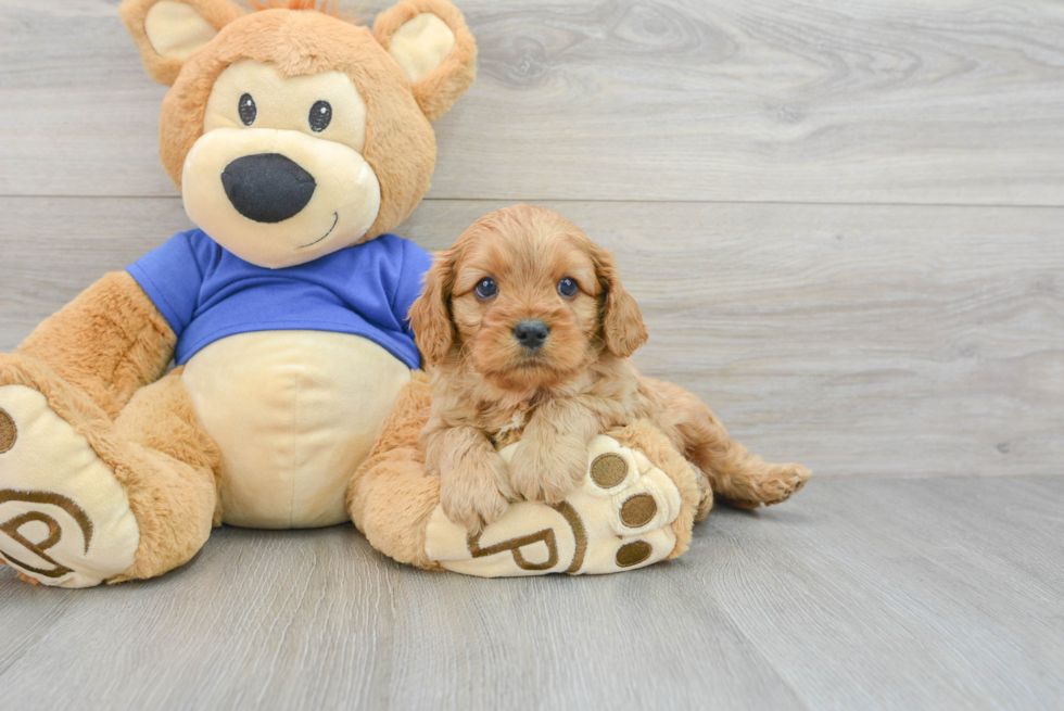 Friendly Cavapoo Baby