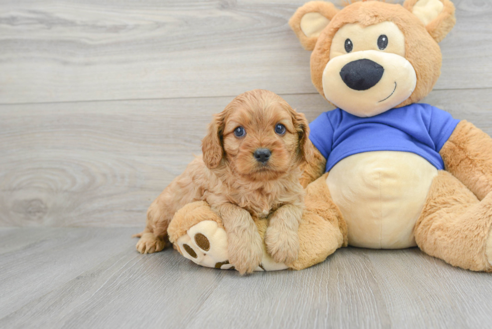 Cavapoo Puppy for Adoption