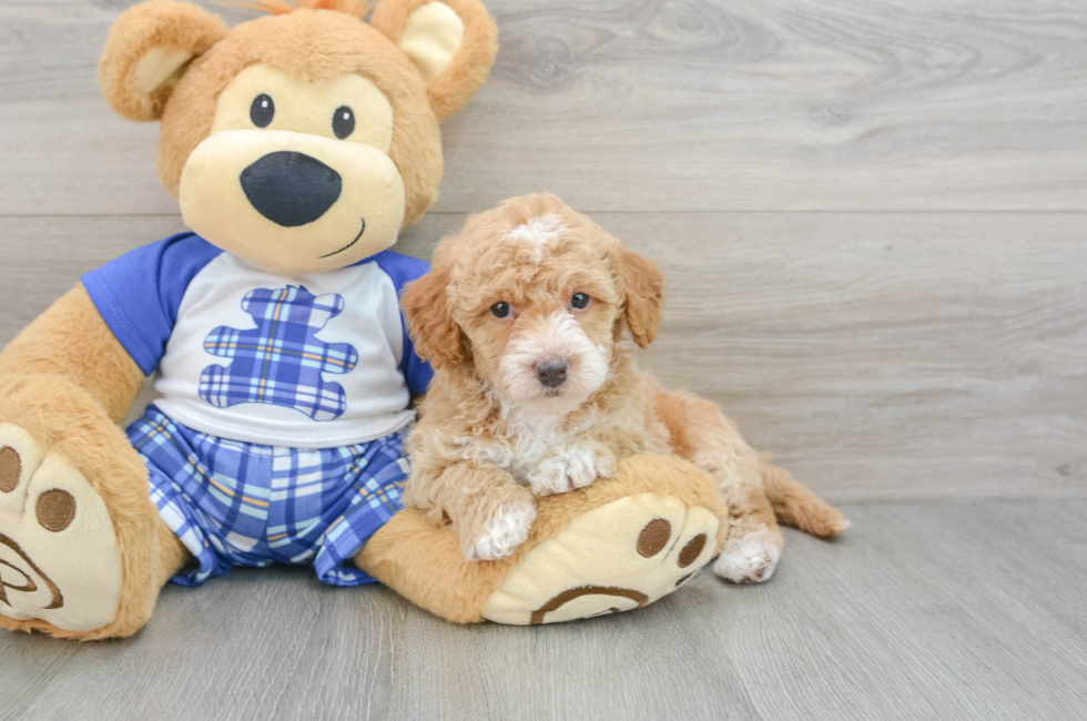 7 week old Cavapoo Puppy For Sale - Windy City Pups