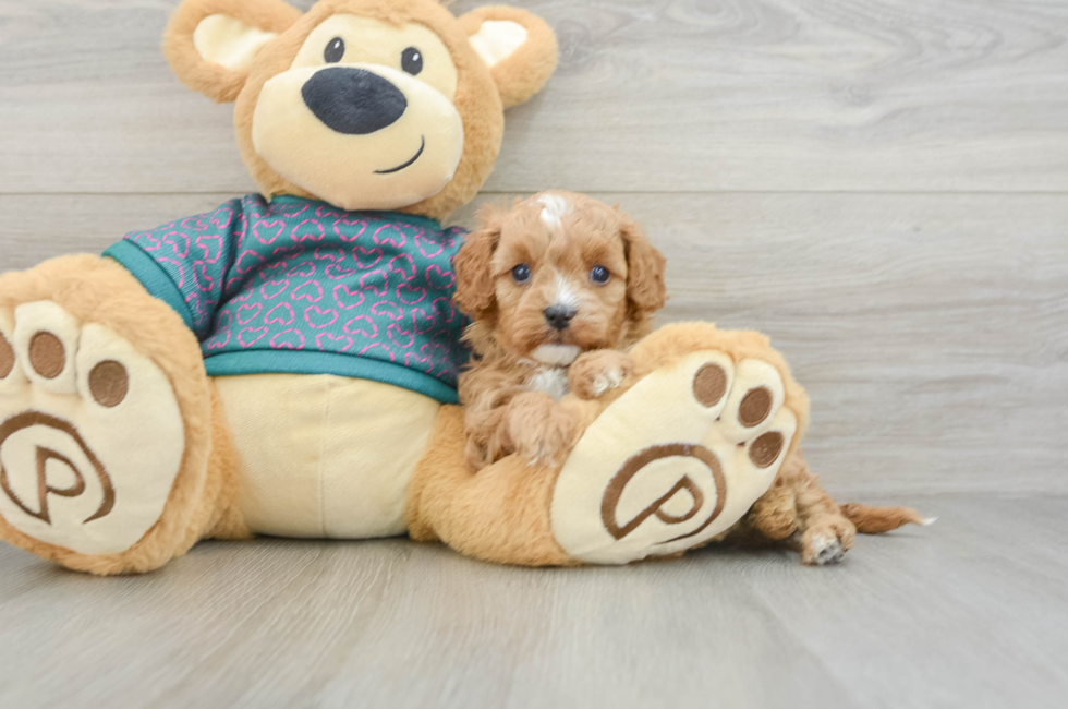 6 week old Cavapoo Puppy For Sale - Windy City Pups
