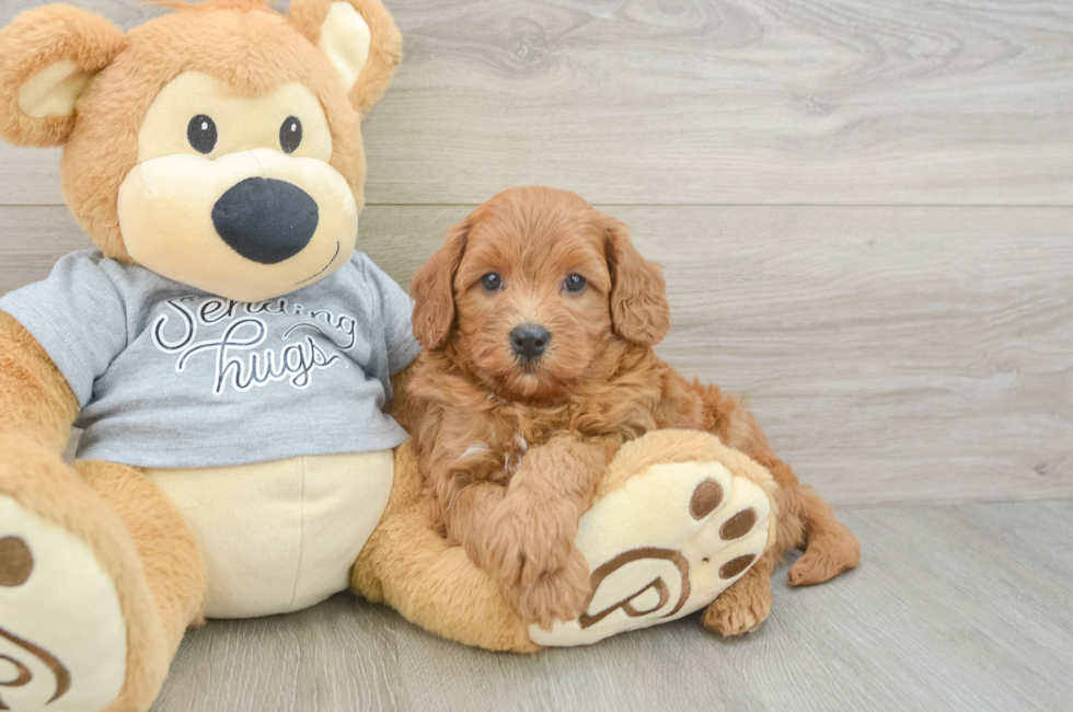 5 week old Cavapoo Puppy For Sale - Windy City Pups