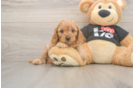 Cavapoo Puppy for Adoption