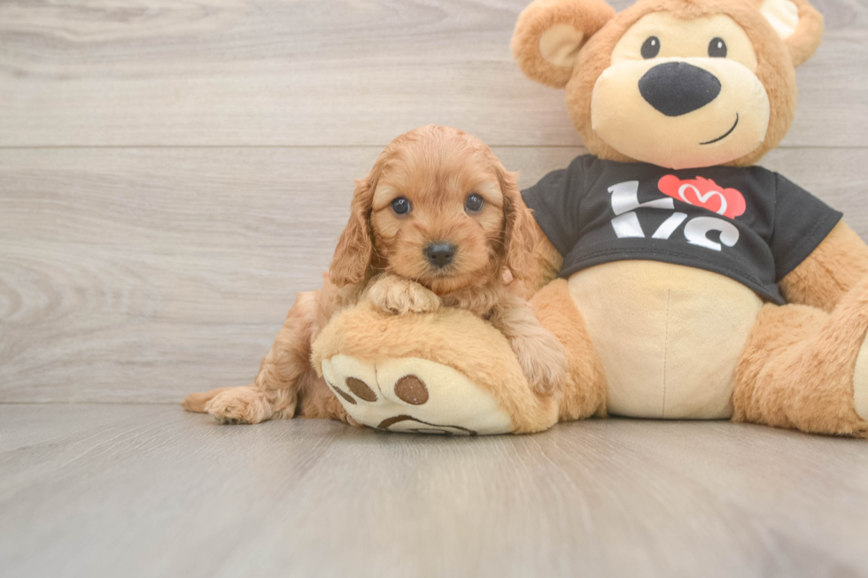 Cavapoo Puppy for Adoption
