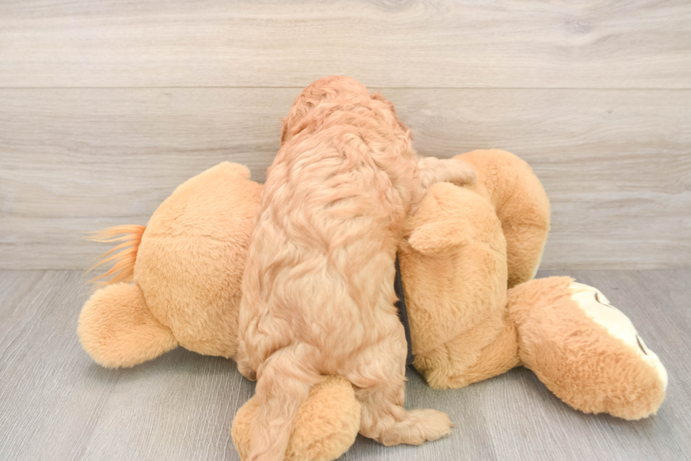 Cavapoo Pup Being Cute