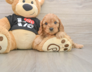 8 week old Cavapoo Puppy For Sale - Windy City Pups