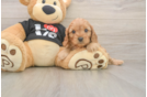 Best Cavapoo Baby