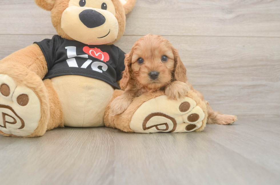 5 week old Cavapoo Puppy For Sale - Windy City Pups
