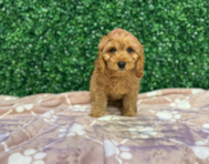 9 week old Cavapoo Puppy For Sale - Windy City Pups