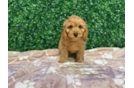 Best Cavapoo Baby