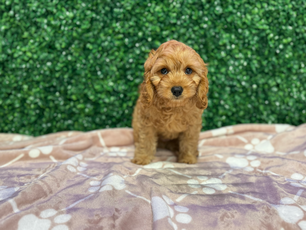 Best Cavapoo Baby